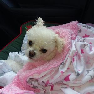 Meet your Posher, Debra